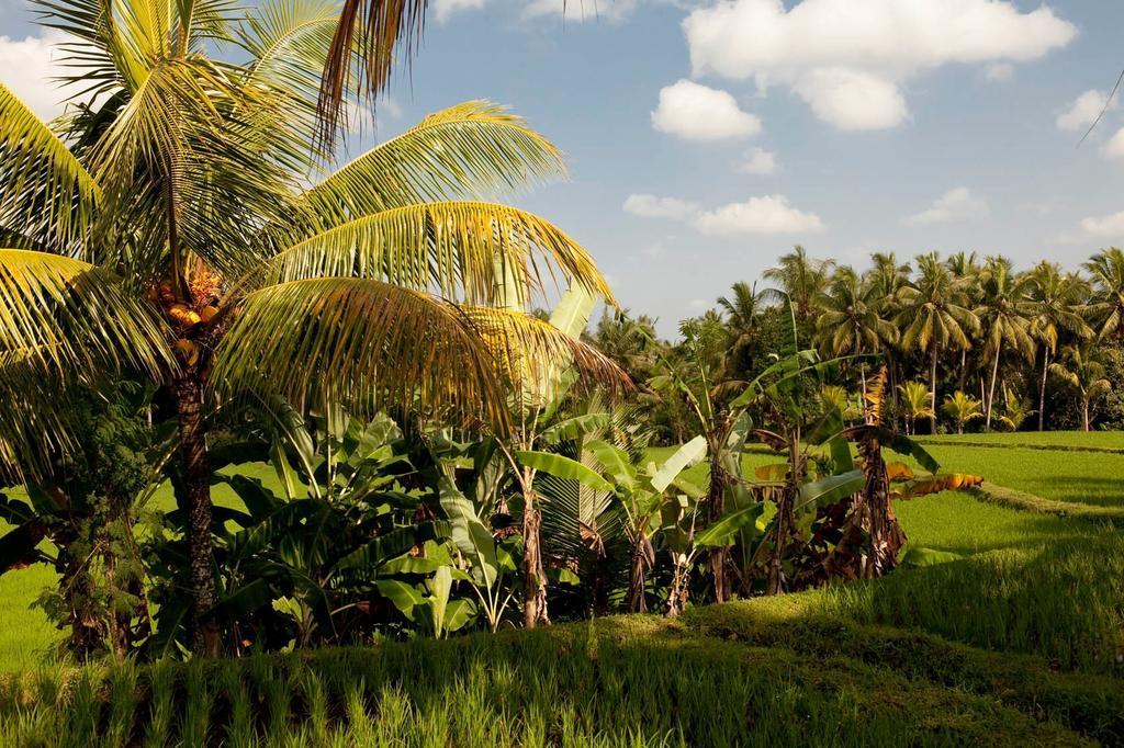 Puri Bebengan Bungalows Ubud Exterior foto